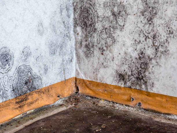 Best Water damage restoration specialists  in Caldwell, NJ