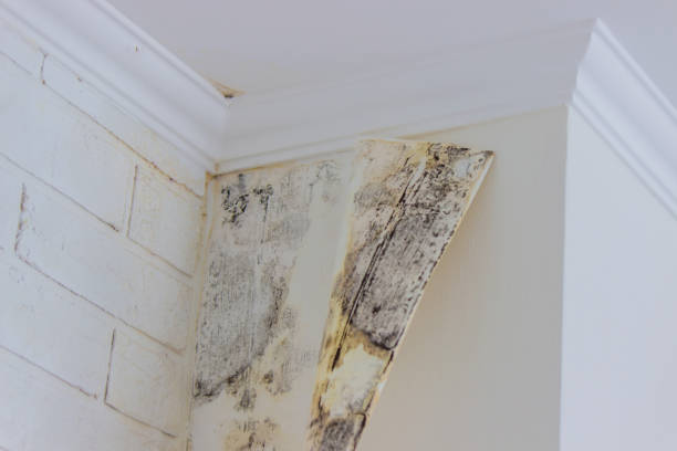 Best Water damage restoration services  in Caldwell, NJ